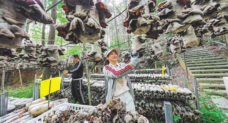 量发展产业调研】林下生金不朽情缘平台推荐【高质